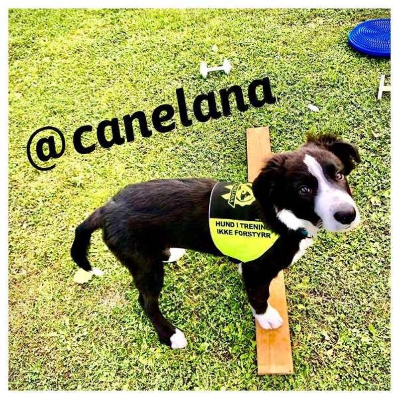 Canelana markeringsdekken-treningsvest hund: hund i trening - ik
