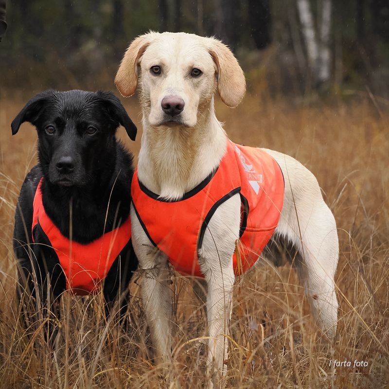 VISIO synlighets- og jaktdekken