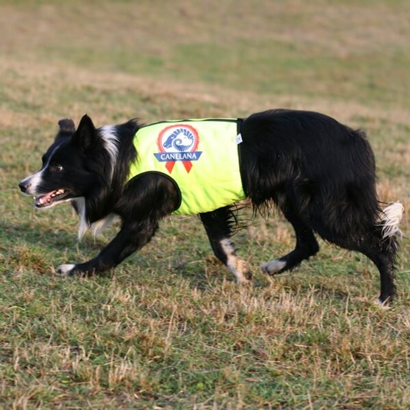 Neon - Protection vest with 100% wool lining dog