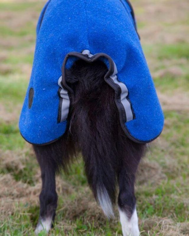 Lana blue - thin wool dog coat