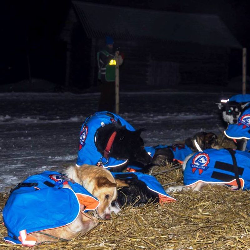 Canelana Racing - dog coat wool lining for sleddogs