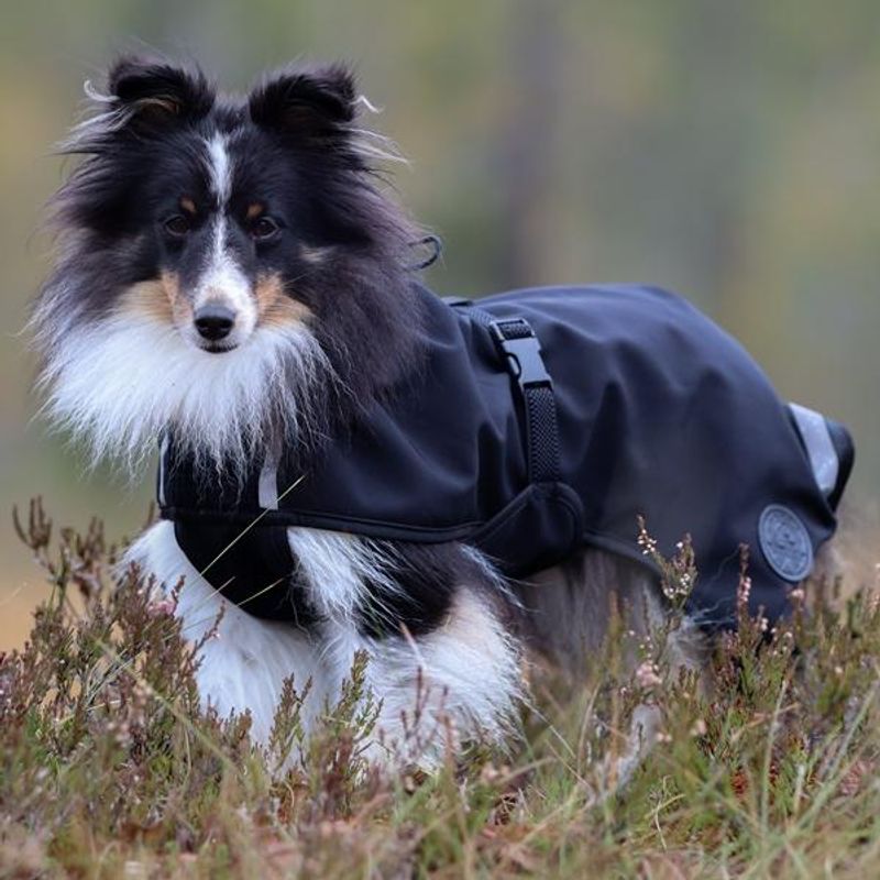 Cover sort vind-/regndekken hund