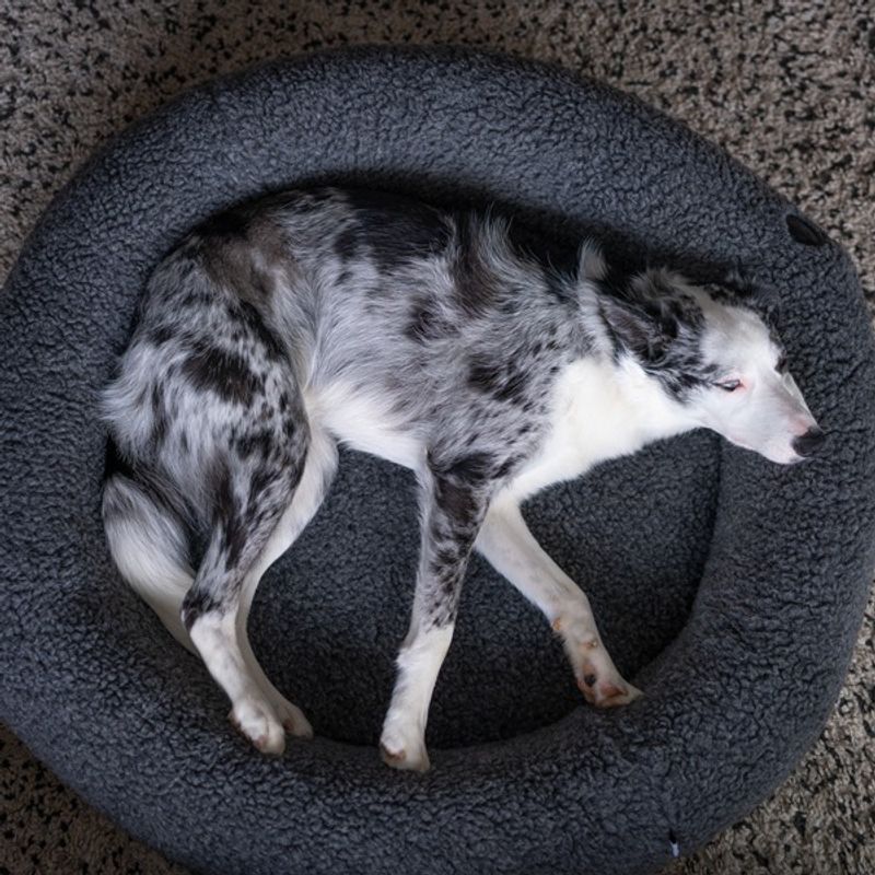 Canelana rund hundeseng i 100% ull 