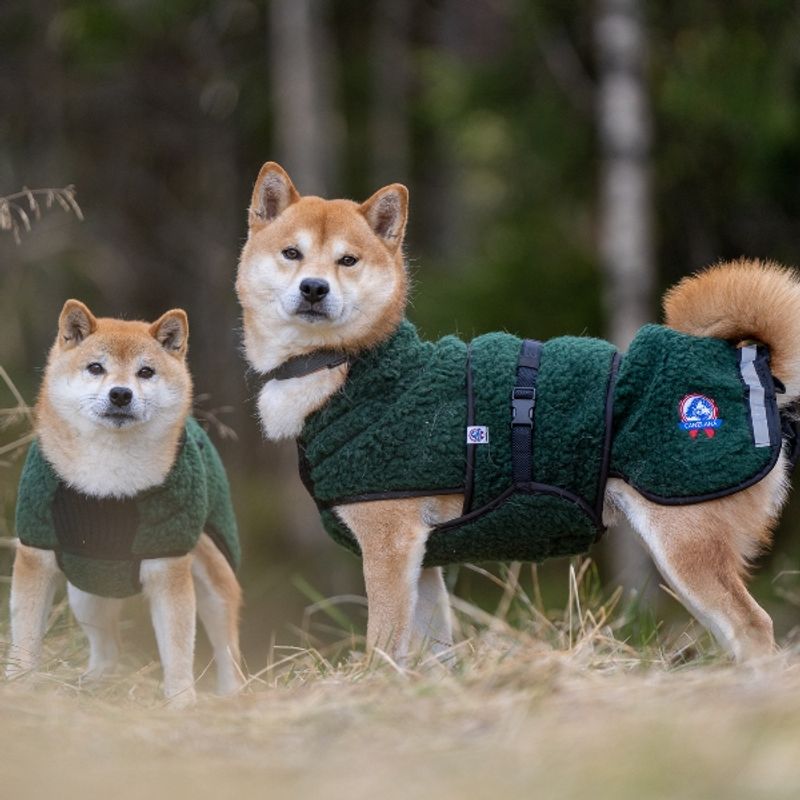 Selva wool coat dog
