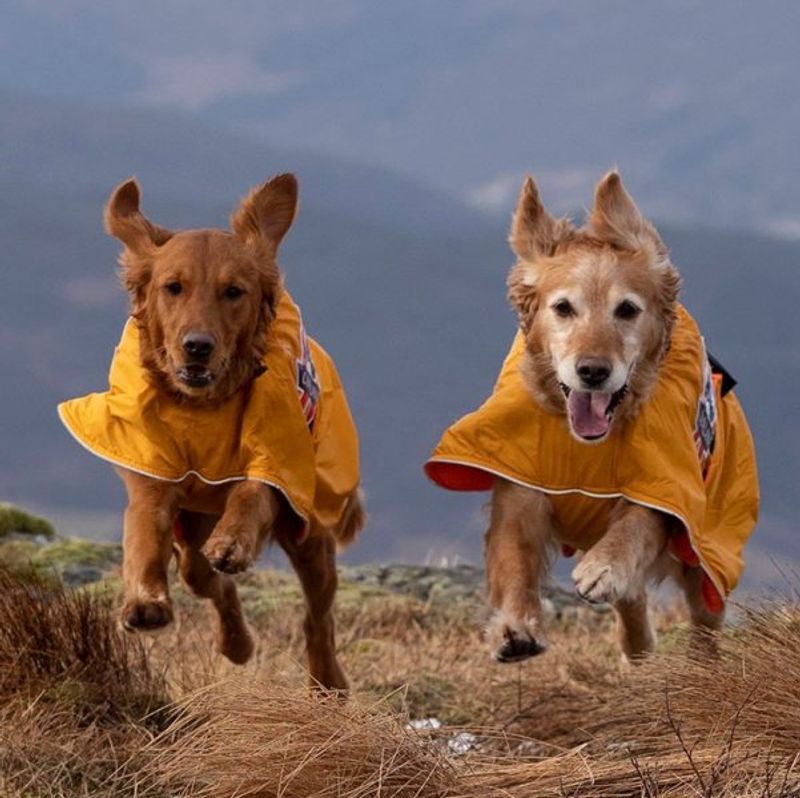 Sporting - activity coat dog with 100% wool lining