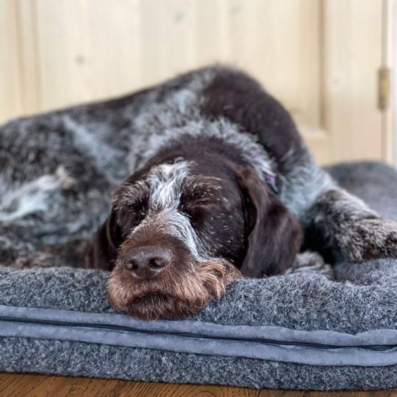 Canelana hundeseng i 100% ull med opphøyde kanter