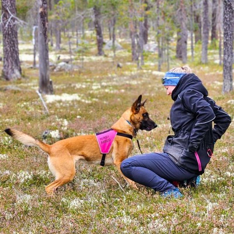 Canelana markeringsdekken-treningsvest hund: hund i arbeid