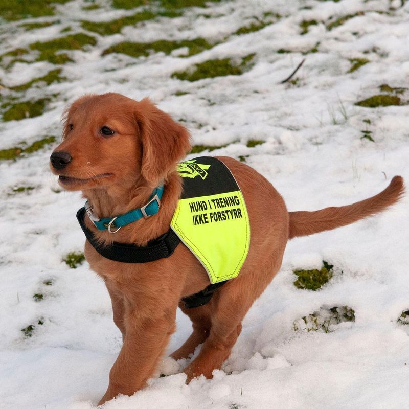 Canelana markeringsdekken-treningsvest hund: hund i trening - ik