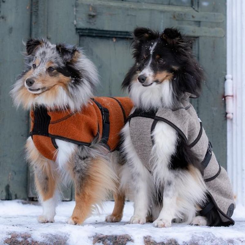 Delta - wool coat dog