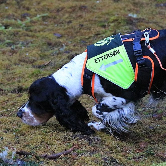 Hovedbilde Canelana markeringsdekken-vest hund: ettersøk