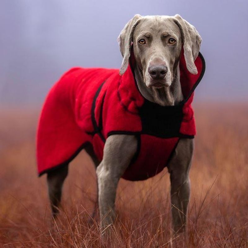 Lana rød - tynt ulldekken hund