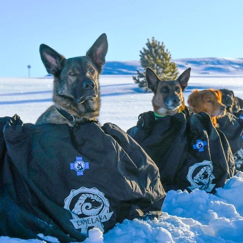 Canelana Shelter beskyttende vind-/varmepose hund