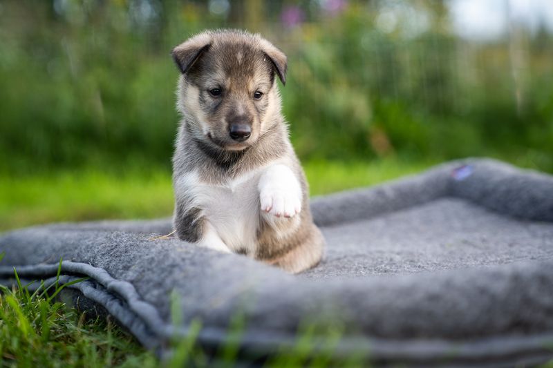 Canelana 100% ull seng hund i bestilt farge og/eller brodert nav