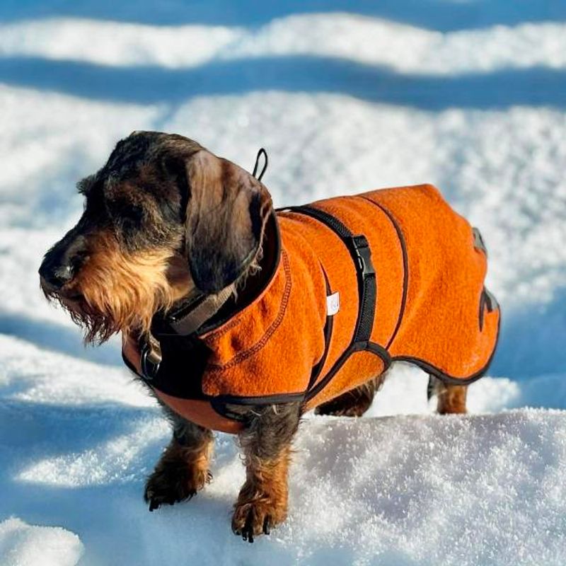 Delta - wool coat dog