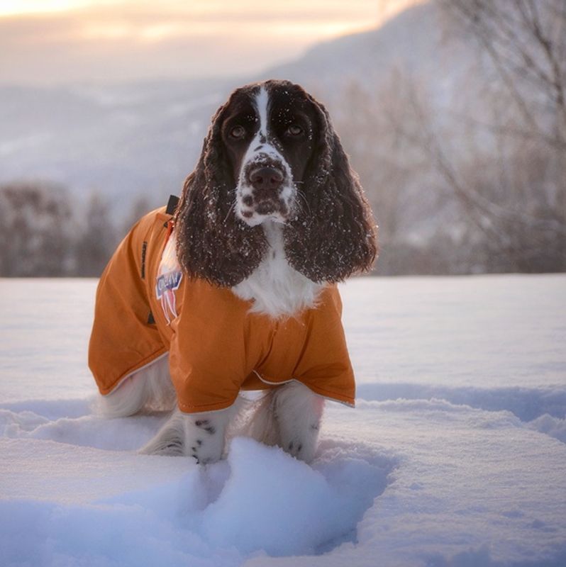 Sporting - activity coat dog with 100% wool lining